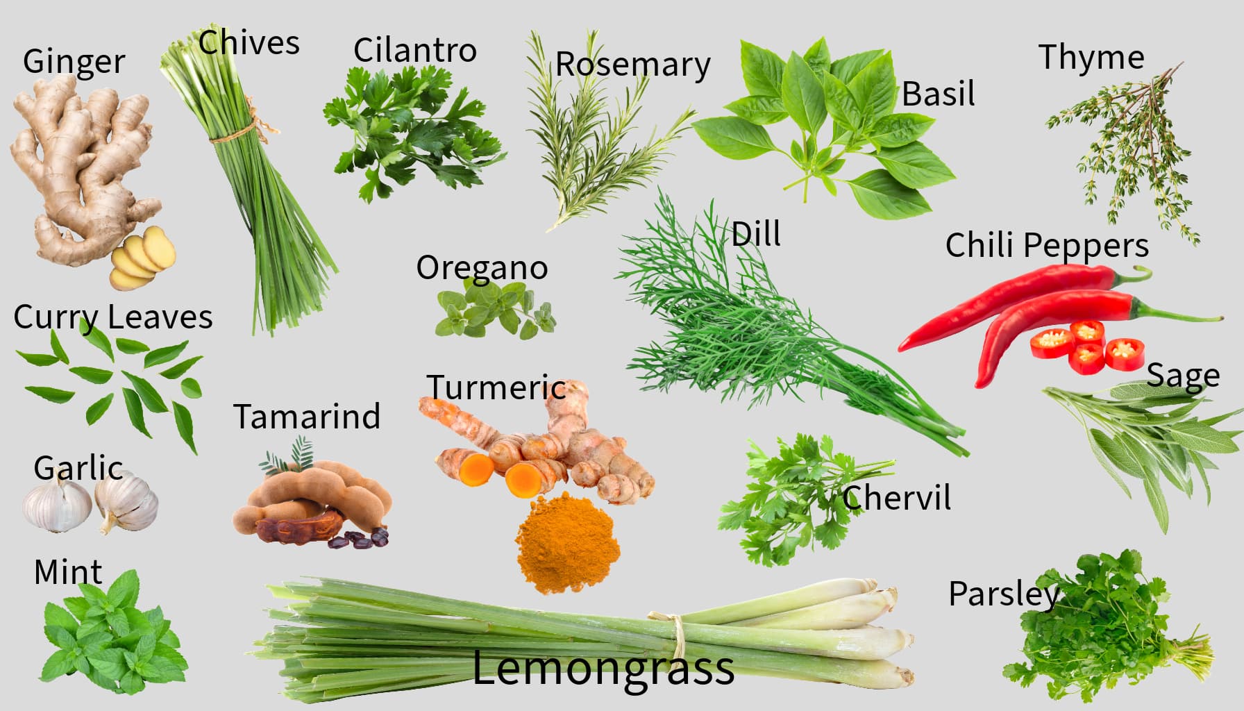 image of the individual herbs mentioned in this post
