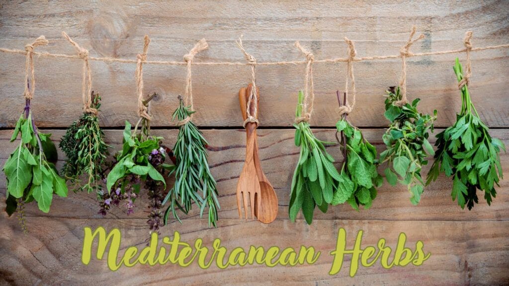 Mediterranean Herbs: Fresh vs Dried – Which is Better?