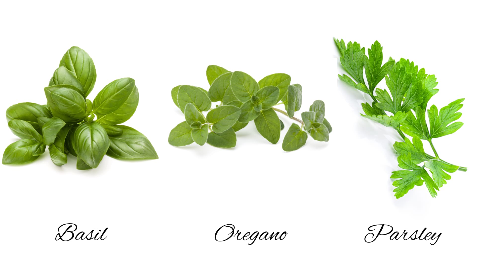 Image of three Mediterranean herbs, basil, oregano, and parsley