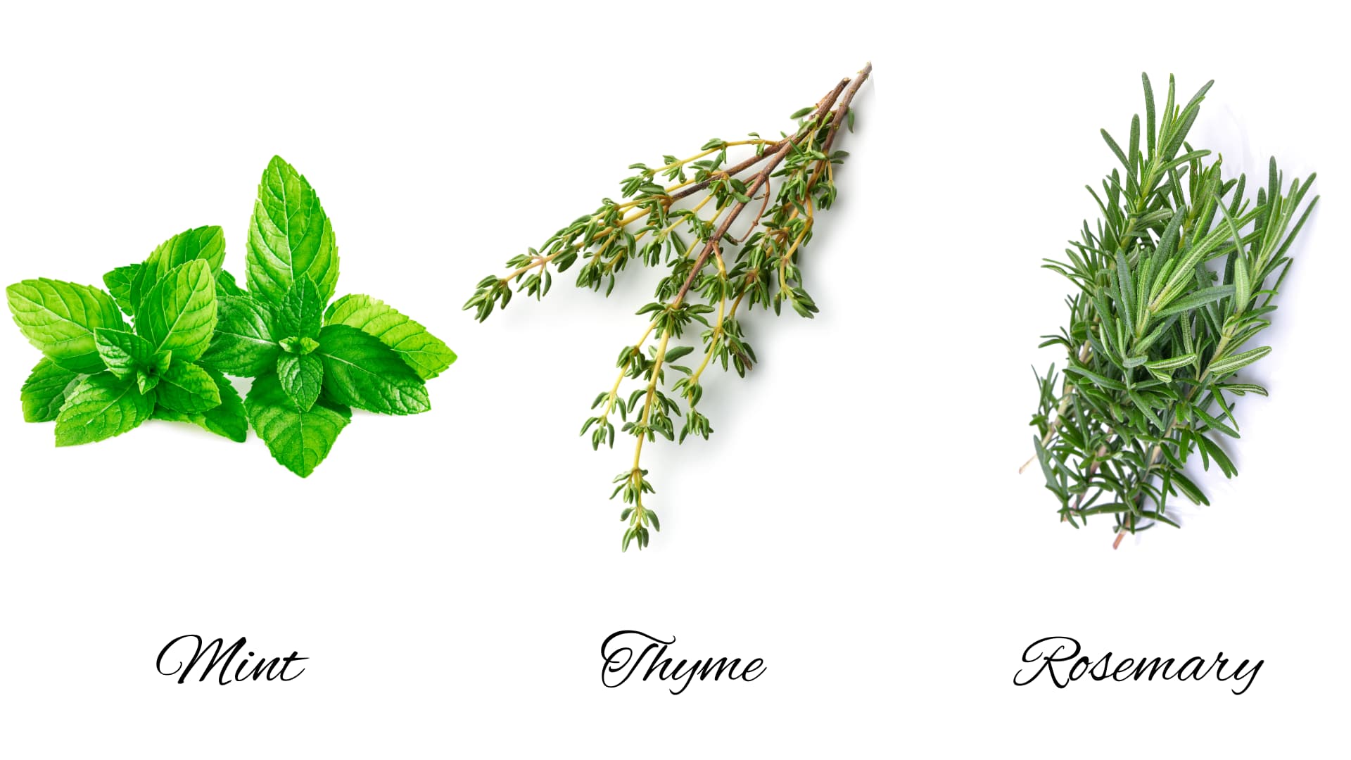 Image of three Mediterranean herbs, mint thyme and rosemary