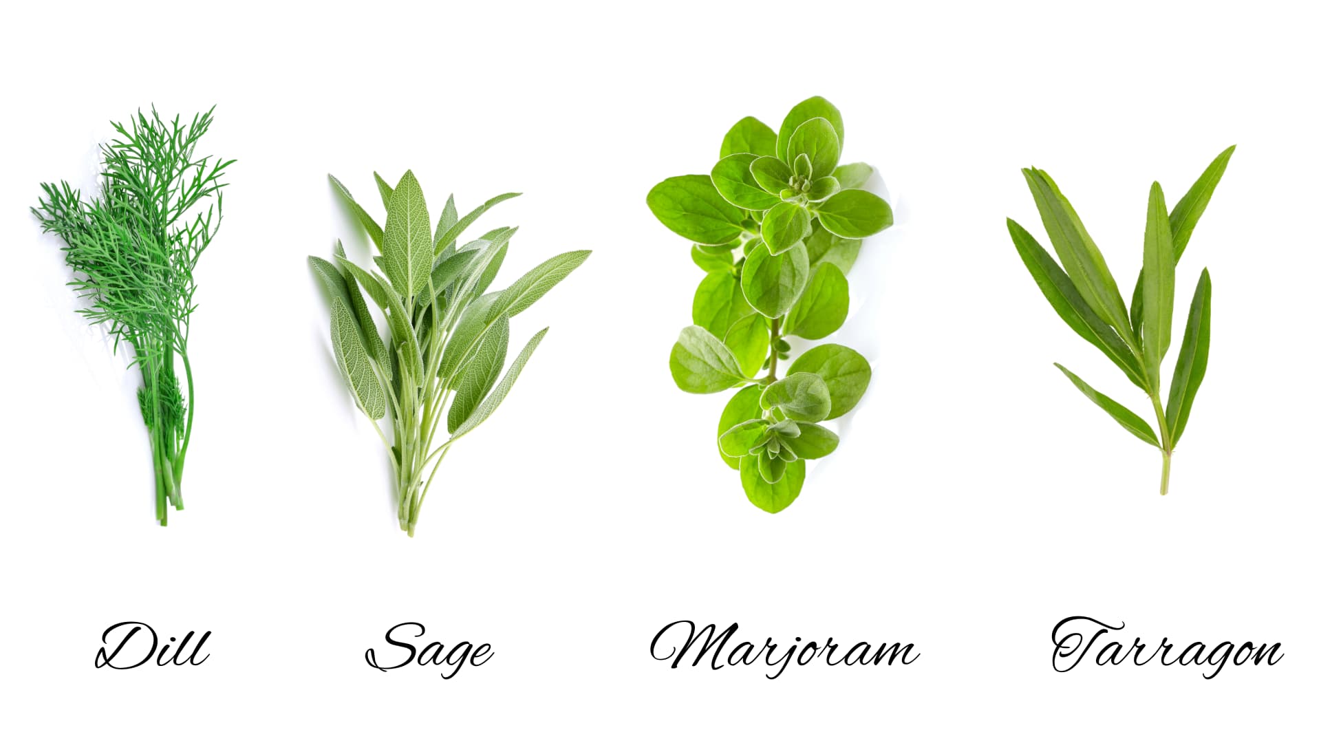 Image of four Mediterranean herbs, dill, sage, marjoram and tarragon