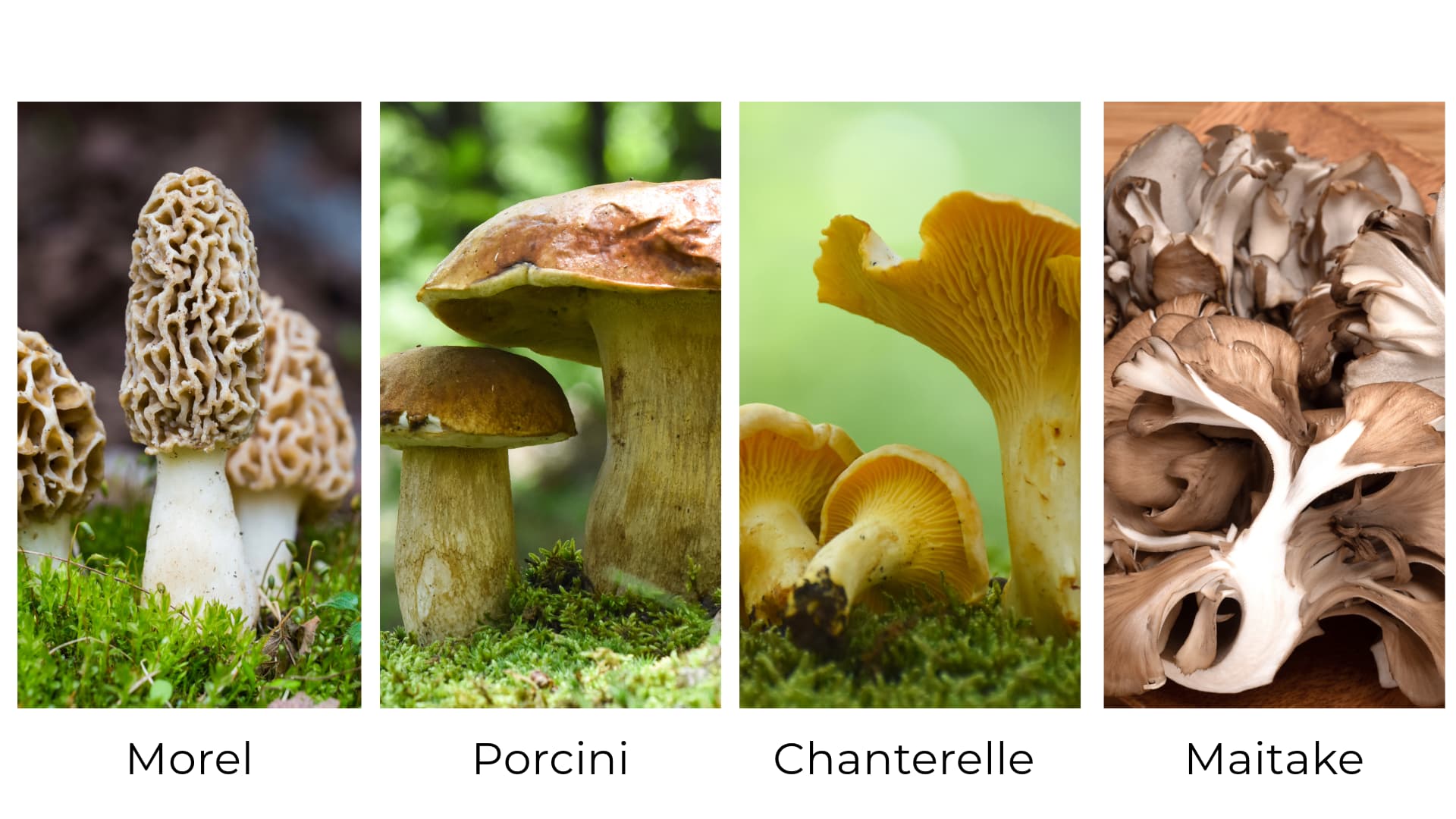 image of morel, porcini, chanterelle, and maitake mushrooms for a mushroom recipe