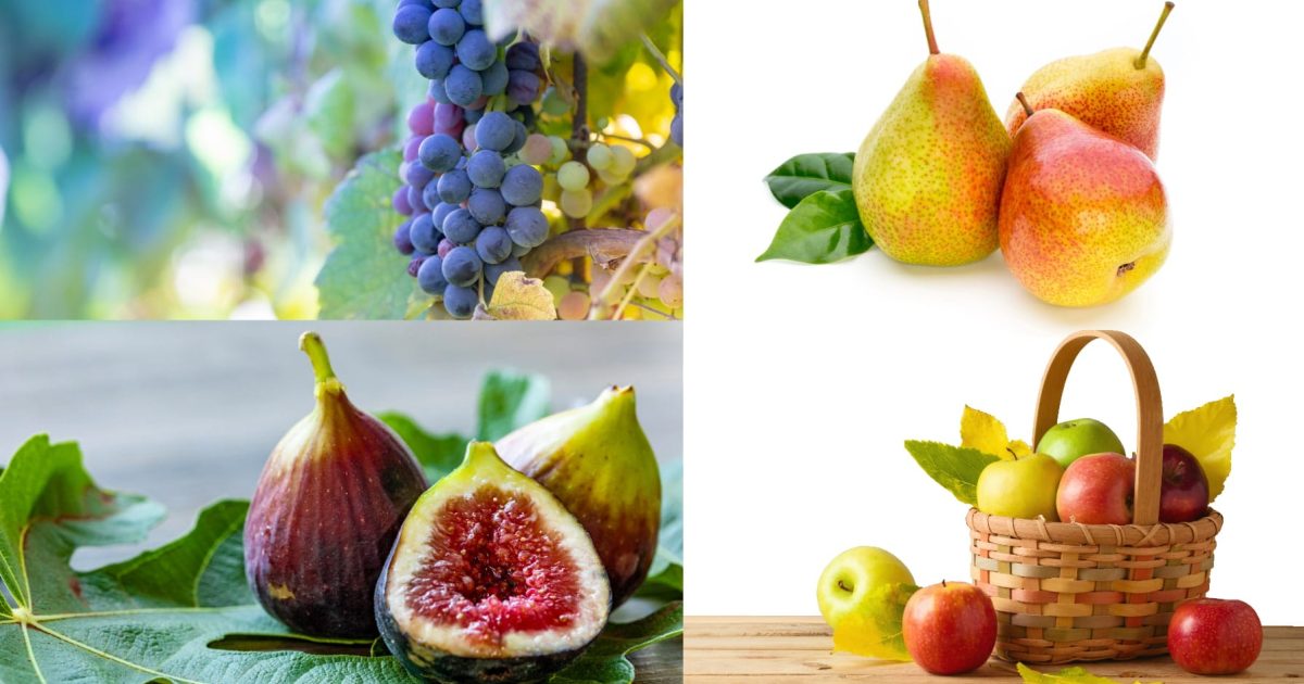 A display of grapes, pears, apples and figs, some of the fruits discussed in this article.