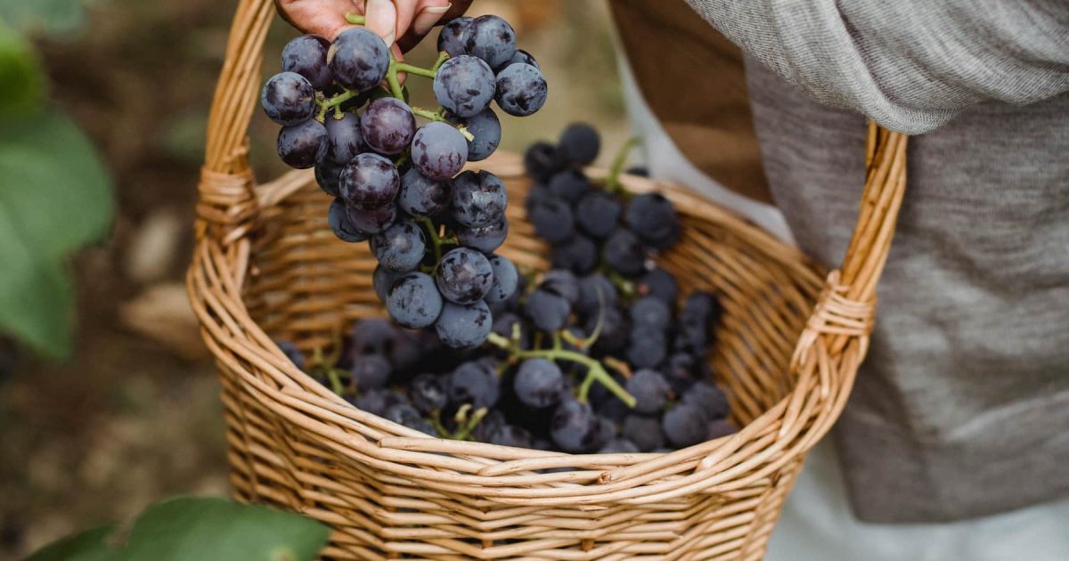 image of grapes in a basket